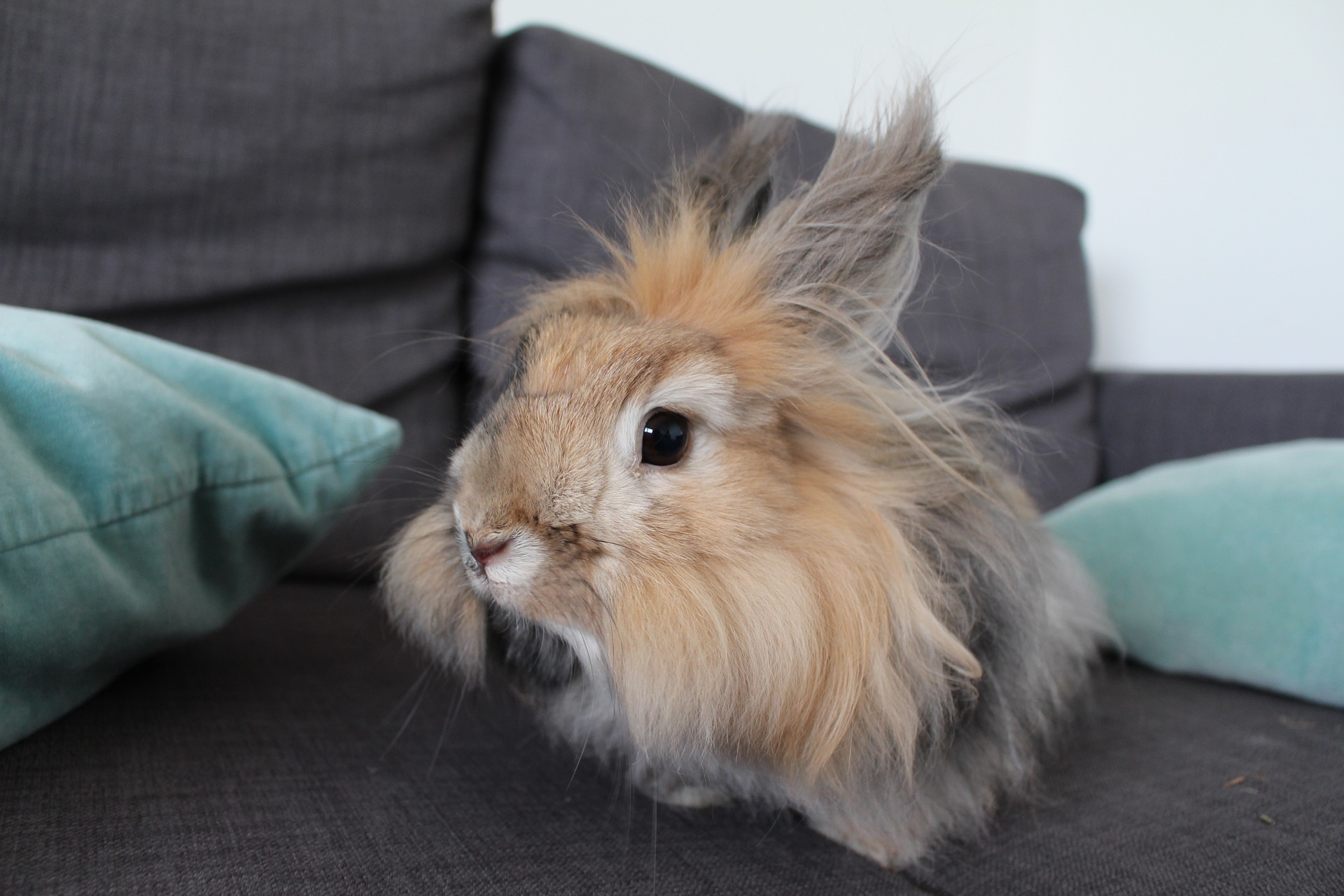 Coniglio d'angora in miniatura.
